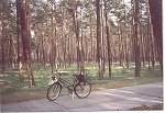  Jagodowy las przy drodze Chocimek - Łagoda