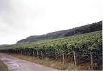 Winnice w okolicach Grevenmacher