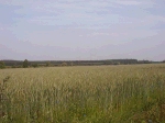  Typowy krajobraz Wielkopolski - okolice Strzeszynka