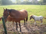 Kolejna zagroda z końmi i kolejny postój - okolice Schonbeek