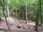  Jary i wąwozy porośnięte lasami bukowymi w Uroczysku Lubniewsko