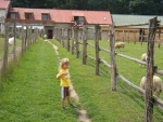  Na fermie strusiej ... są też owce - Dąbki