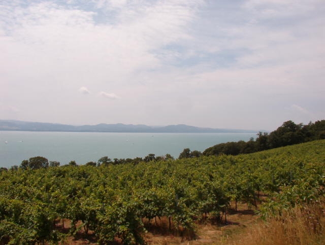 Winogronowe plantacje opadające do jeziora Neuchatel