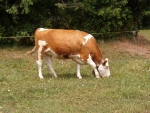 Znana z reklam szwajcarska krowa Milka z charakterystycznym dzwonem na szyi