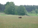 Koń, krowa, droga na Ostrołęke :-) i Połęcko