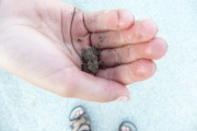 W pobliżu kanału Julia dokonała odkrycia żabek miniaturek