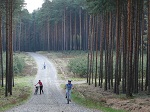 Ciekawszy odcinek trasy, niewielkie wzniesienia i cały czas lasy iglaste, droga Przychów - Bobrowice