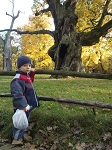 Jasiu z zachwytem patrzył na ogromne stare drzewa - Rogalin.