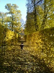 Piękna złota polska jesień w parku w Rogalinie.