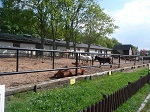 Zagrody ze zwierzętami hodowlanymi - Muzeum Rolnictwa w Szreniawie.