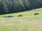 Hodowla zachowawcza konika polskiego w warunkach zbliżonych do naturalnych prowadzona jest w Roztoczańskim Parku Narodowym w Zwierzyńcu, na obszarze wydzielonym w okolicy stawów Echo oraz w warunkach stajennych we Floriance.