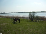 W drodze do Stęszewa mijamy Jezioro Witobelskie. W okresie międzywojennym na tym jeziorze istniał tor wioślarski.